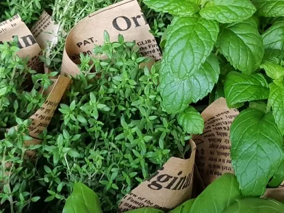 תבלין בעציץ 12 עטוף קורנית ונענה